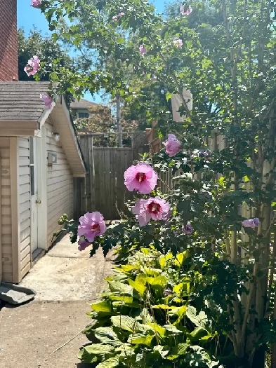 Spacious Basement with Parking – Prime Ajax Location Image# 7