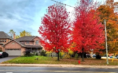 ●☆●3- BEDROOM BASEMENT●☆● 1st NOVEMBER 2025 Image# 2