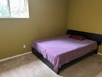 Room for rent near St.Vital and St.Annes Image# 1