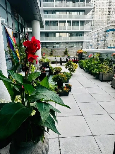 Toronto Downtown East (Regent Park) 3 Bds Den for Lease-Nov 15 Image# 1