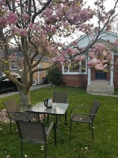 Private Room for Rent (basement) Image# 1