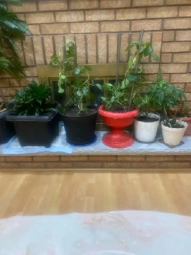 Room for Rent Image# 1