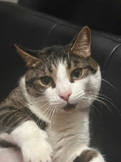 Affordable 4-Bed Dorm Room in Midtown ) Rent: $650/month per bed Image# 1