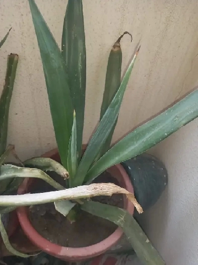 Room & Food Near UofC, student, Rent, Tiffin, Roties, Biryani Image# 1