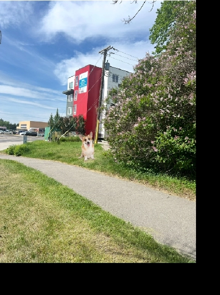 4 min walk to Lions Park Ctrain/North Hill Mall/6 min Downtown Image# 1