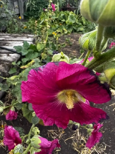 QUALITY, OPEN, 3 BEDROOM, GARAGE & FENCED YARD, FRANK ROSS AREA Image# 8