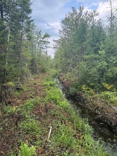 TERRE À BOIS - PRAIRIE À VENDRE - RANG 10 EST WICKHAM 82 ACRES Image# 1