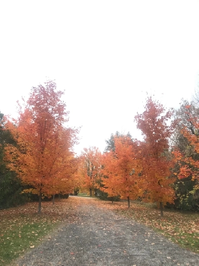 Private, Countryside Hobby Farm Image# 6