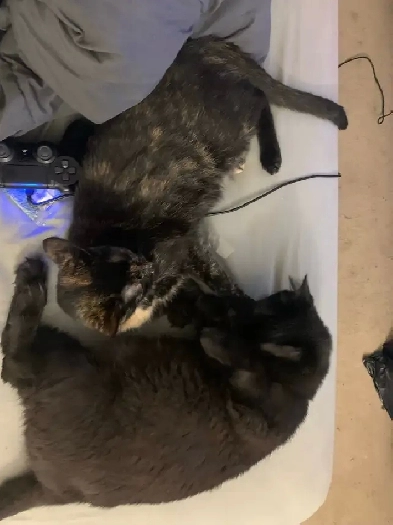 Looking for room to rent! Image# 1