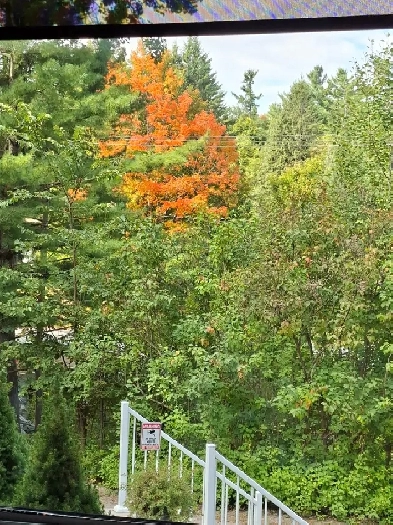Chambre à louer à la semie campagne à proximité d’arbres et ruis Image# 5