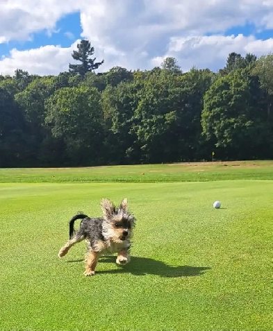 Building lot for Sale on Golf Course Image# 6