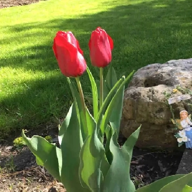 A beautiful bedroom & parking near UTM for rent Image# 1