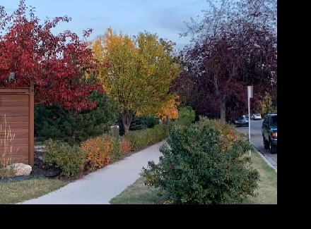 Lovely Basement Suite Available in Charming Inglewood Image# 1