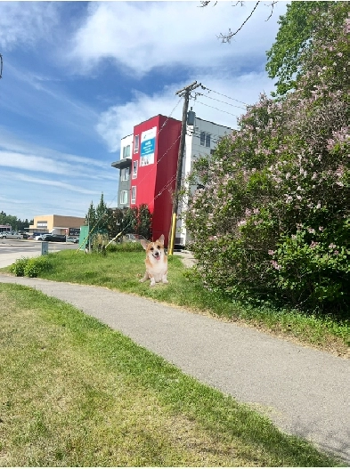 4 min walk to Lions Park Ctrain/North Hill Mall/6 min Downtown Image# 10