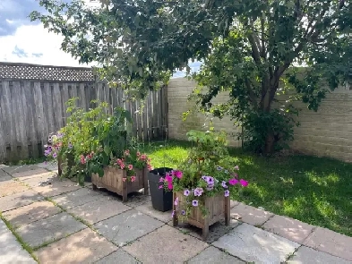 2 Bed  Legal Walkout Basement Apartment for lease in Orangeville