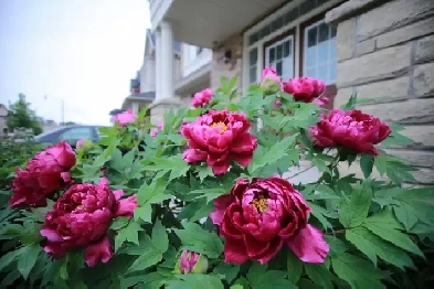 Upstairs 2 Bed 4 Rent Queen St.   James Potter Brampton Image# 4