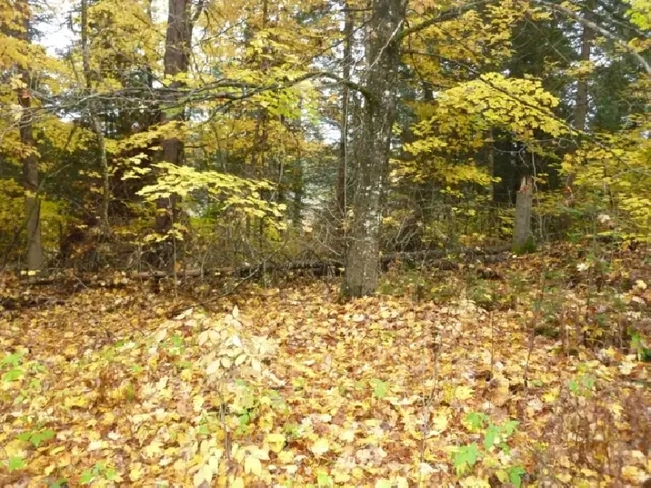 2 Beautiful Acres In Haliburton with Financing - $490 per month