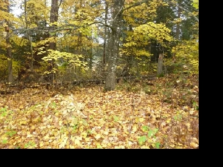 2 Beautiful Acres In Haliburton with Financing - $490 per month