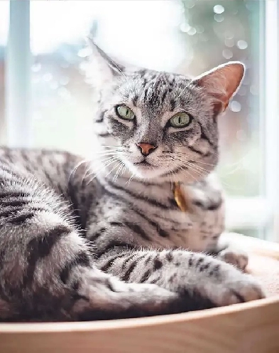 Senior with first and last needs to move in Feb 1rst! Image# 1