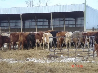 160 Acres Farmland Image# 8