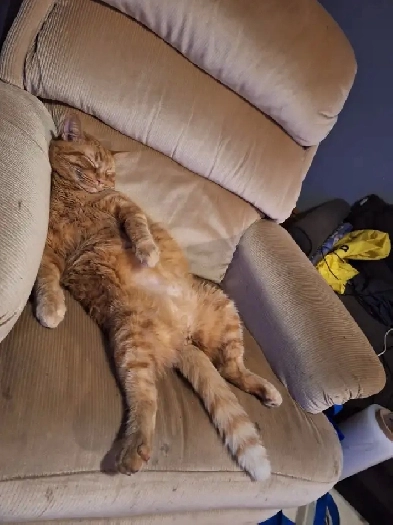 Wanted for rent Image# 1