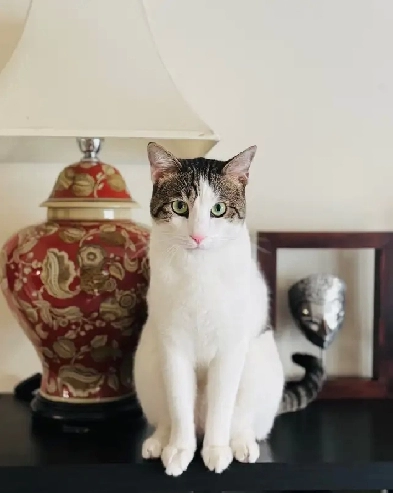 Basement Suite In Brentwood Image# 6