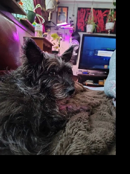 Seeking apt in white oaks Image# 1