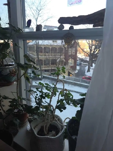 Sublet Apt Toronto - March with cat petsitting Image# 1