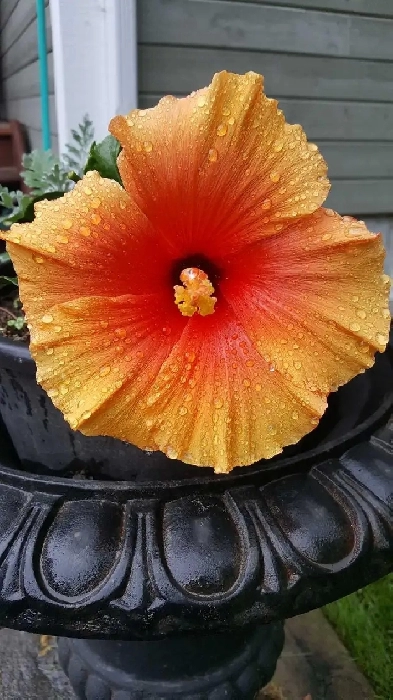 2 Bedroom Condominium for Rent.