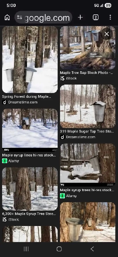 Looking for maple trees to tap