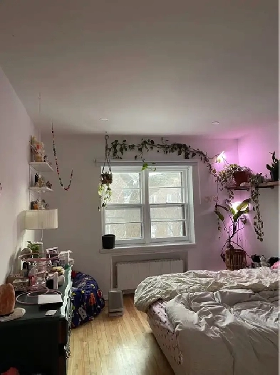 1 Bed 1 Bath - Apartment (1 month free / 1 mois gratuit) Image# 1