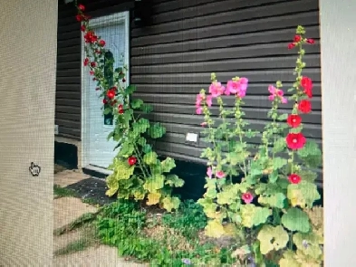 UA area/5minToSouthgate mall LRTtoUA Compus/Nait MacEwan/DownTo Image# 9