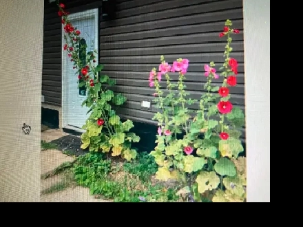 Walk5minToSouthgate mall LRT toUA Compus/Nait MacEwan/DownTown Image# 1