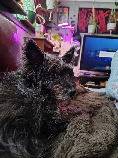 Seeking pet friendly place Image# 1