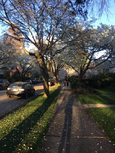 Newly renovated furnished Room in Kits – Near UBC, Downtown, VGH Image# 1