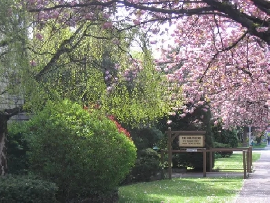 Large One Bed near Marpole Loop Available