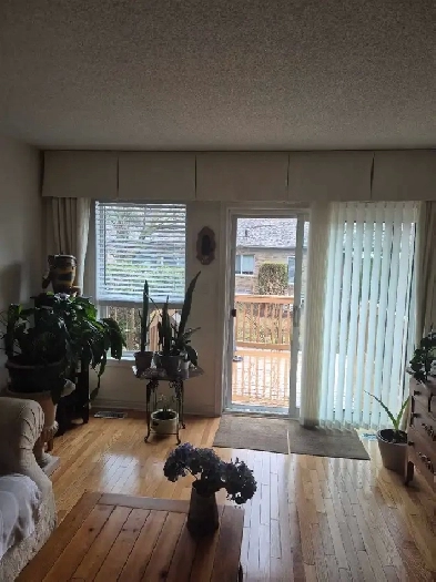 over 55 room mate wanted