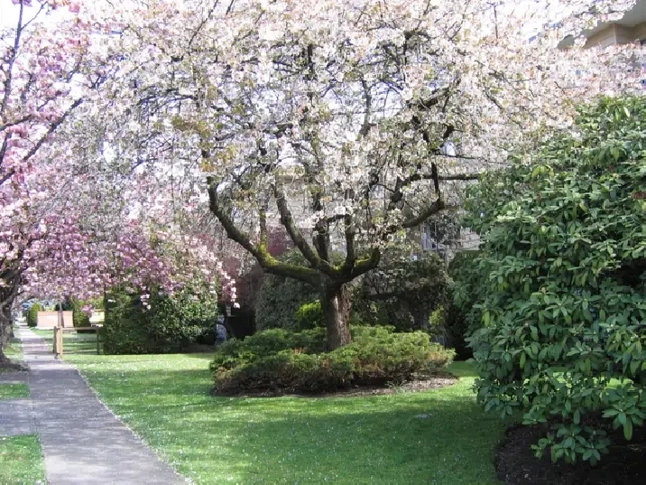 Large One Bed near Marpole Loop Available