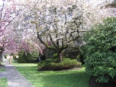 Large One Bed near Marpole Loop Available