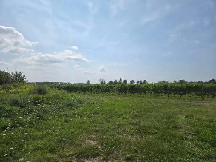 Vineyard Niagara On The Lake