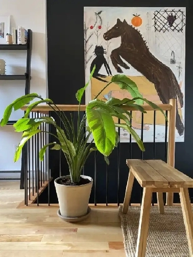 MAGNIFIQUE & GRAND 3 1/2 PRÈS MÉTRO PIE-IX 1395$ ÉLECTROS INCLUS