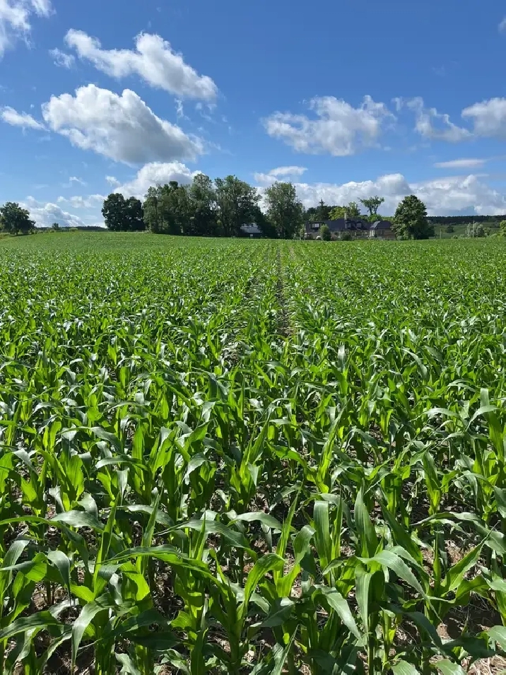 Wanted- Farmland to Rent