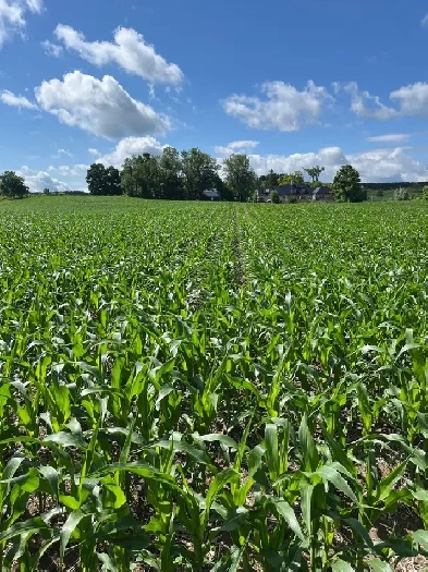 Wanted- Farmland to Rent