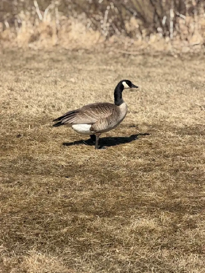 Seeking two bedroom rental August 1st!