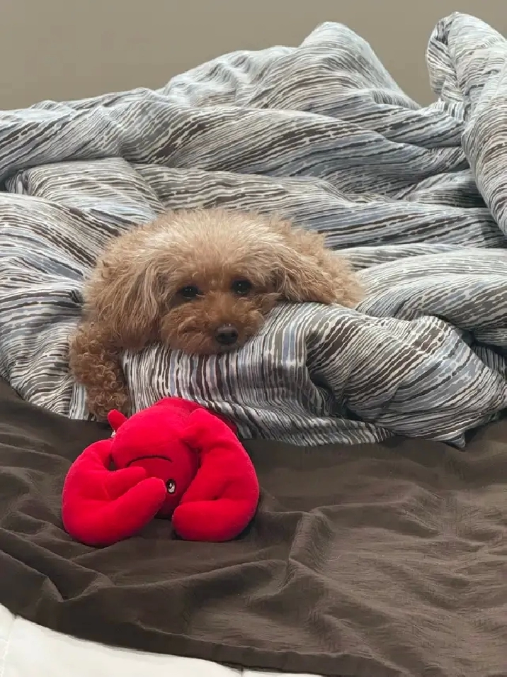 Wanted: Room Rent / Basement / Apartment / Condo Move-in Apr 28