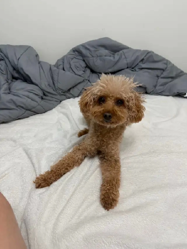 Wanted: Room Rental / Basemen / Apartment / Condo Move-in Apr 28