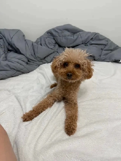 Wanted: Room Rental / Basemen / Apartment / Condo Move-in Apr 28