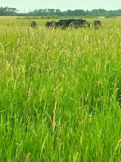 PASTURE/LAND FOR SALE