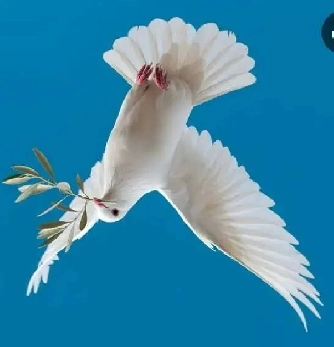 I am seeking a room 51 male Hamilton