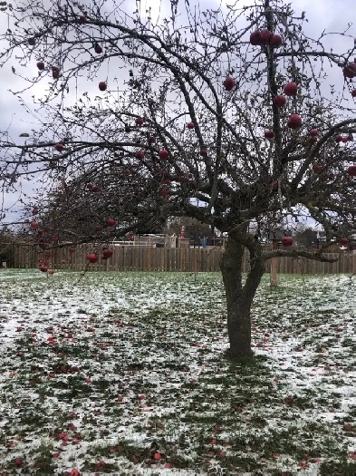 lot in ST Williams Ontario